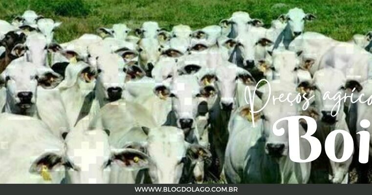 Cotação do Boi Gordo e Outros Produtos: Análise do Mercado de Carnes no Brasil