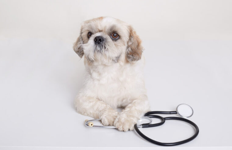 Pets Enfermeiros: Como Eles Ajudam na Recuperação de Pacientes! 🐾💊