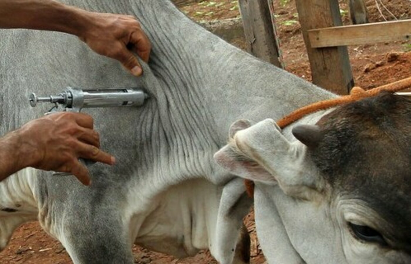 🐄 Fim da Vacinação Contra Febre Aftosa no Brasil: O Que Esperar Agora?