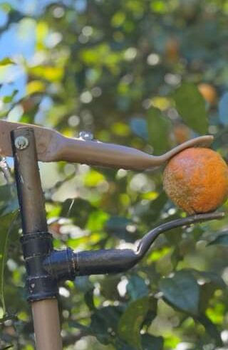 🍇 Magnífico: Ferramenta Inovadora para Apanhar Frutas em Pés Altos!