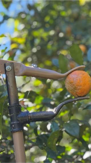 🍇 Magnífico: Ferramenta Inovadora para Apanhar Frutas em Pés Altos!
