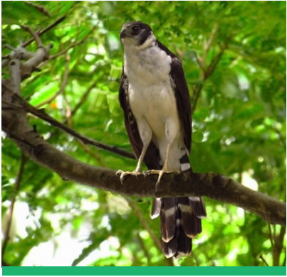 Falcão-relógio e Cachorro-do-mato Recuperados no RBV da Itaipu Serão Devolvidos à Natureza 🌿🦅