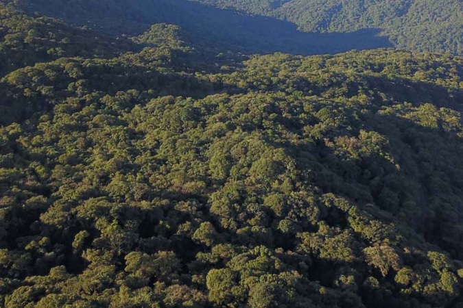 🌳 Paraná Reduz Desmatamento Ilegal em 70,7% e Lidera Ranking Nacional em 2023!