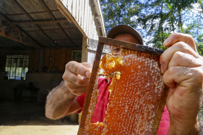 Dia do Apicultor: Paraná se destaca na produção de mel 🐝🍯