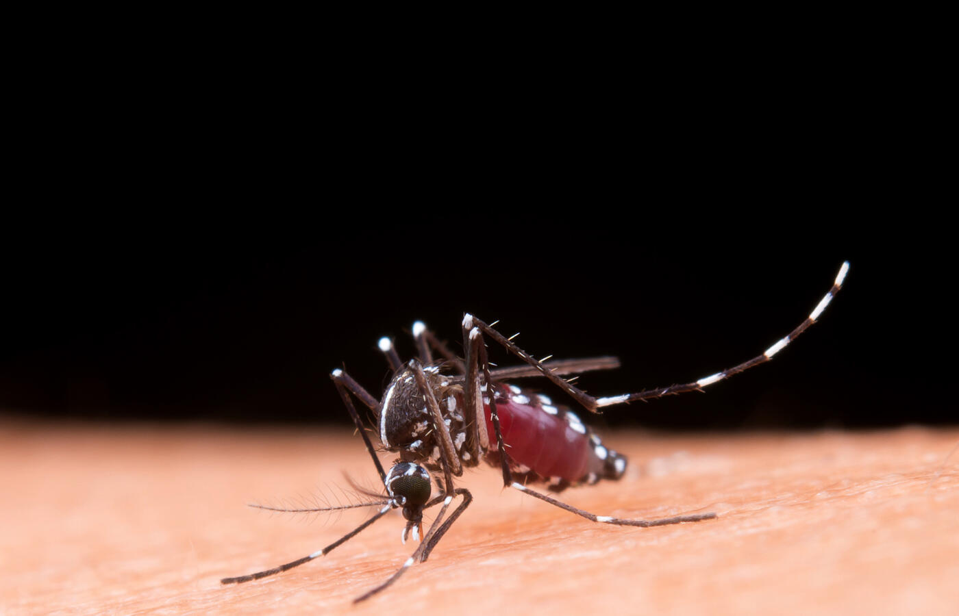 Sintomas Persistentes da Dengue: Como Lidar com as Sequelas? 🦟🤔