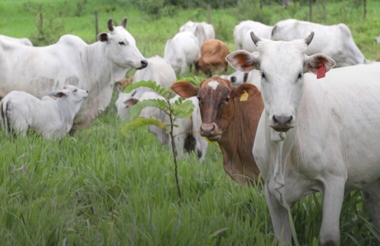 Campanha de Atualização dos Rebanhos 2024: Participe e Evite Penalidades 🐄🐖