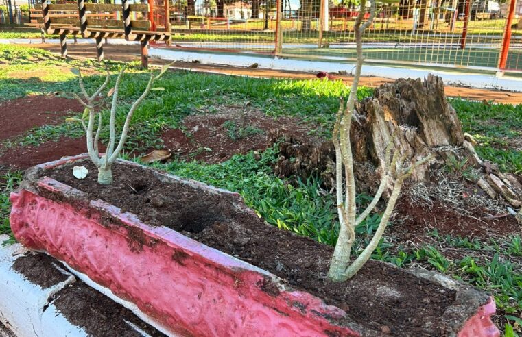 Roubo de Rosas do Deserto em Mercedes: Ação Criminosa na Praça 🌹🚨