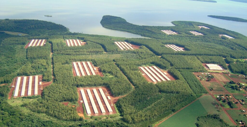Santa Helena cresce no ranking e é o quarto maior produtor agropecuário do Paraná com o dobro da média estadual

Saiu a prévia do VBP 2023 que mantém