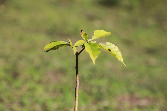 🌳🛣️ Asfalto Novo, Vida Nova: Programa no Paraná Planta Mais de 86 Mil Árvores!