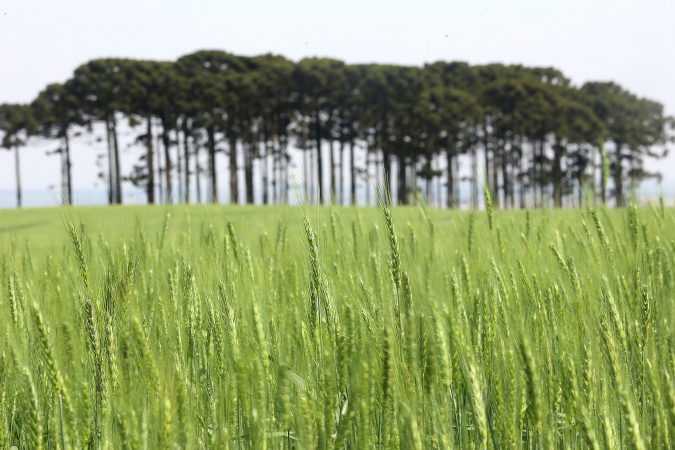 🌾 Avanço no Plantio de Cevada e Trigo: Saiba as Expectativas para a Safra no Paraná!