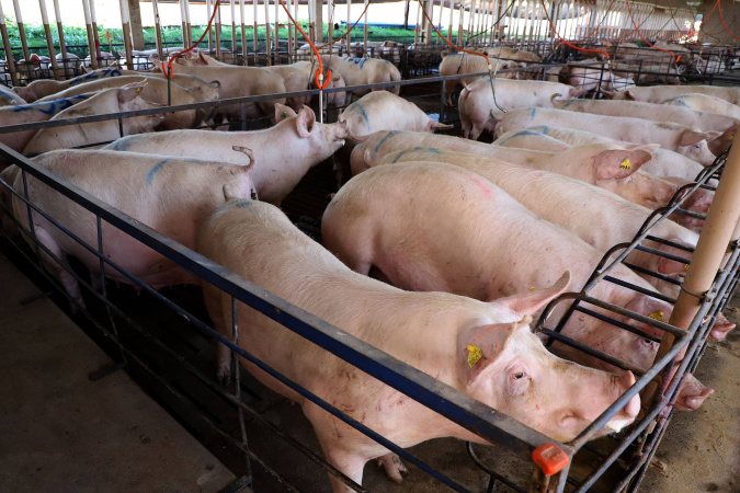 Exportação de Carne Suína do Paraná Bate Recorde no 1º Semestre de 2024 🐷📈