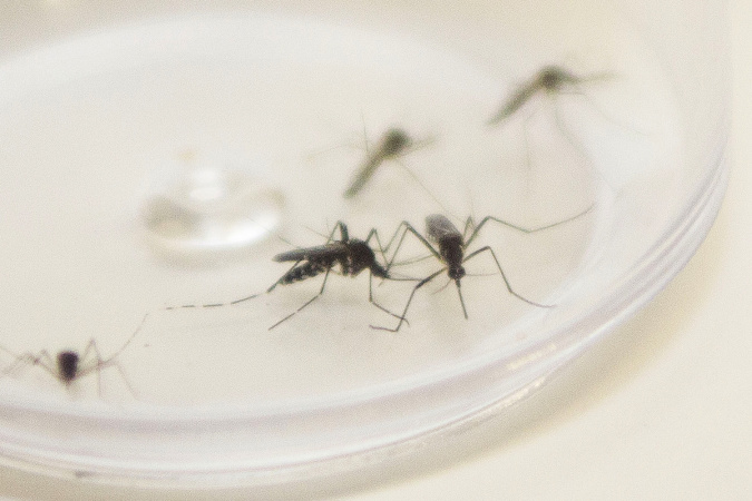 Alerta de Dengue no Paraná: 8.031 Novos Casos e 39 Óbitos na Última Semana 🚨🦟