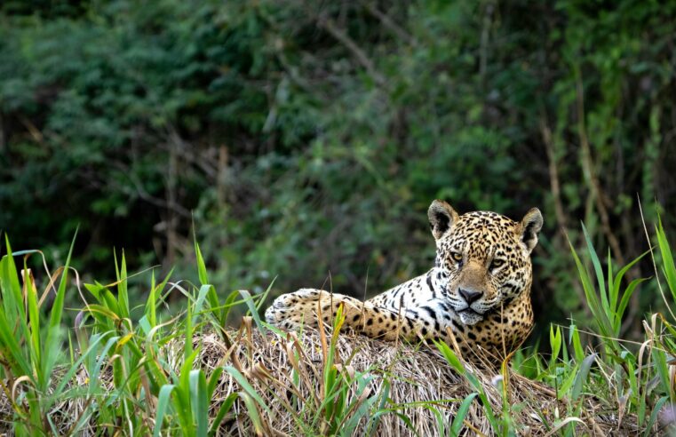 🌿 Descubra a Biodiversidade Única do Pantanal: O Paraíso Natural que Você Precisa Conhecer!