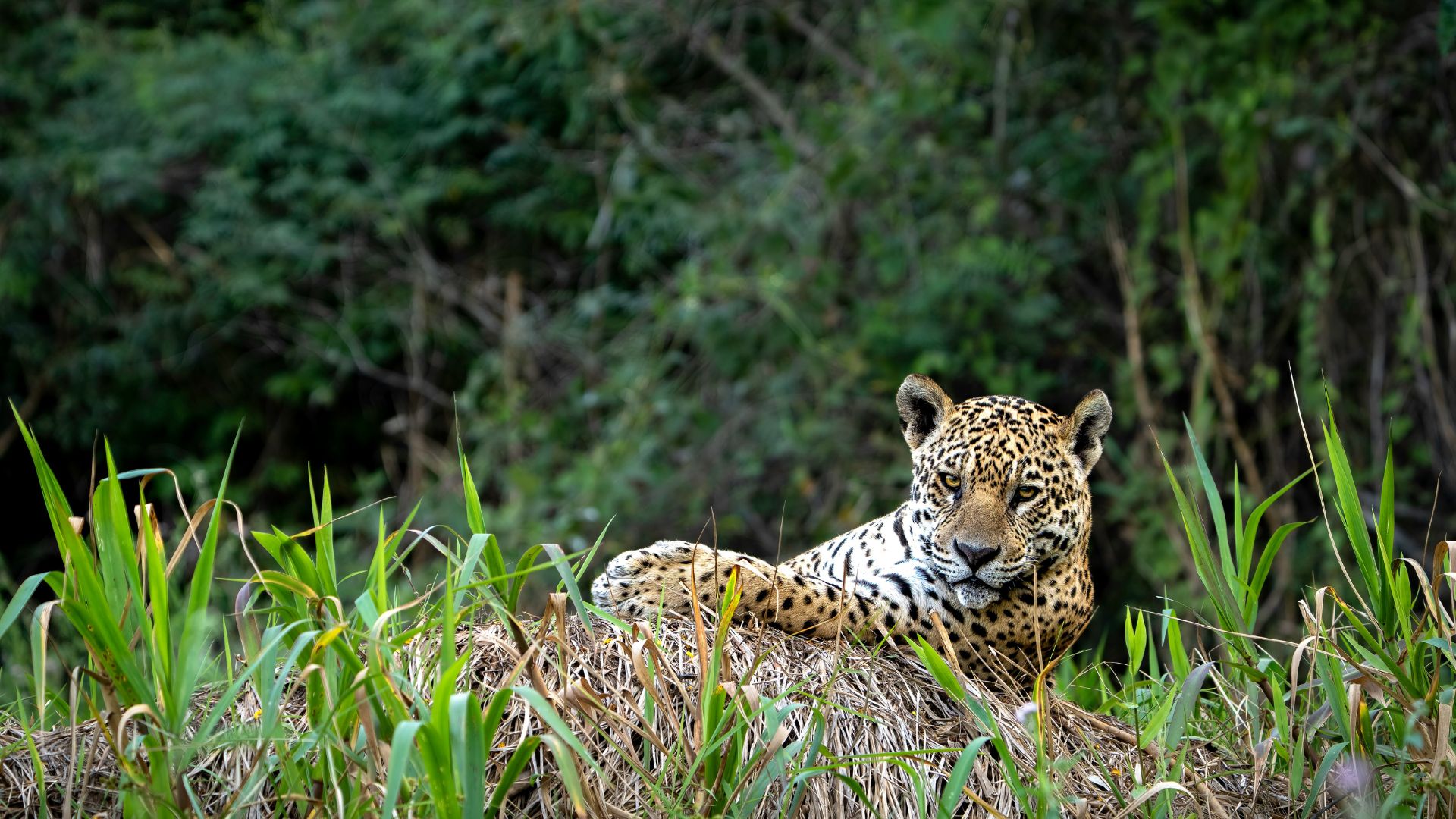 🌿 Descubra a Biodiversidade Única do Pantanal: O Paraíso Natural que Você Precisa Conhecer!