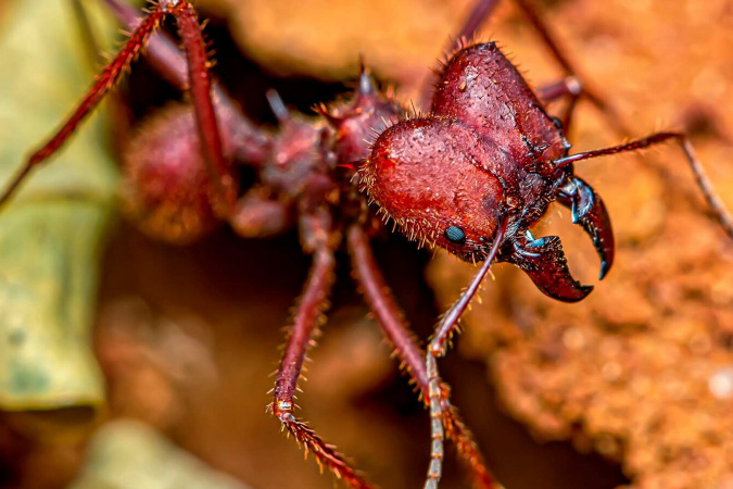 Atenção Produtores! Revoada das Formigas Cortadeiras Está Chegando: Saiba Como Controlar o Avanço! 🐜🔥