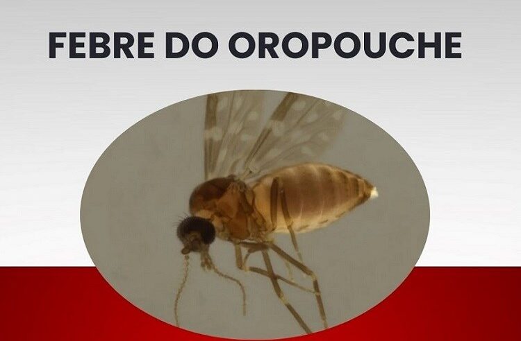 Primeiros Casos de Febre Oropouche Confirmados em SP: Descubra Tudo Sobre a Doença 🦟🩺