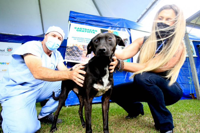 Castrapet Paraná: Novo Ciclo de Esterilização Gratuita para Cães e Gatos Começa em Novembro!