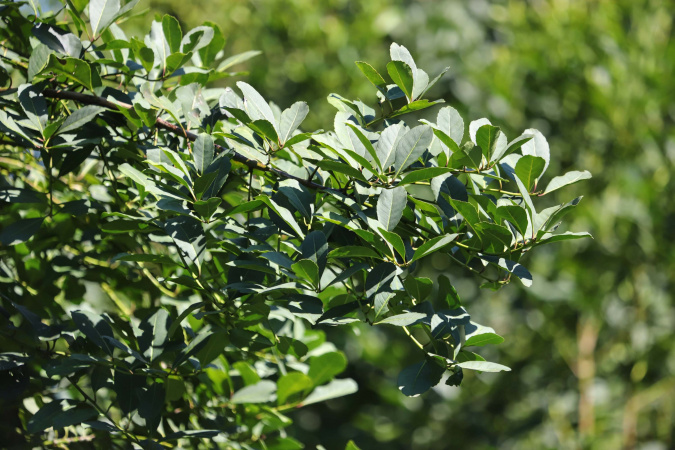 Paraná Lidera Produção de Lenha e Erva-Mate! Descubra os Dados Impressionantes da Silvicultura 2023 🌲