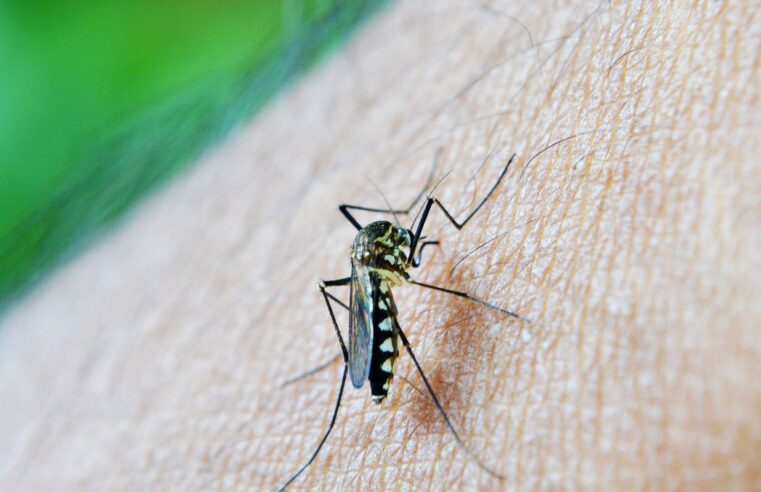 Nova Estratégia de Combate ao Aedes aegypti Reduz Dengue em 29% com Mosquitos Disseminadores de Larvicidas