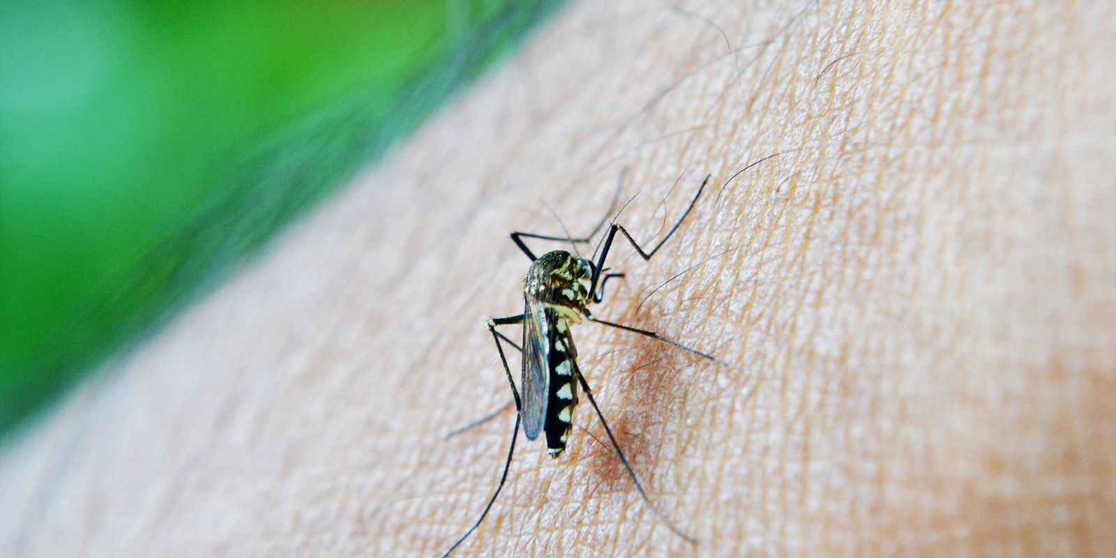 Nova Estratégia de Combate ao Aedes aegypti Reduz Dengue em 29% com Mosquitos Disseminadores de Larvicidas