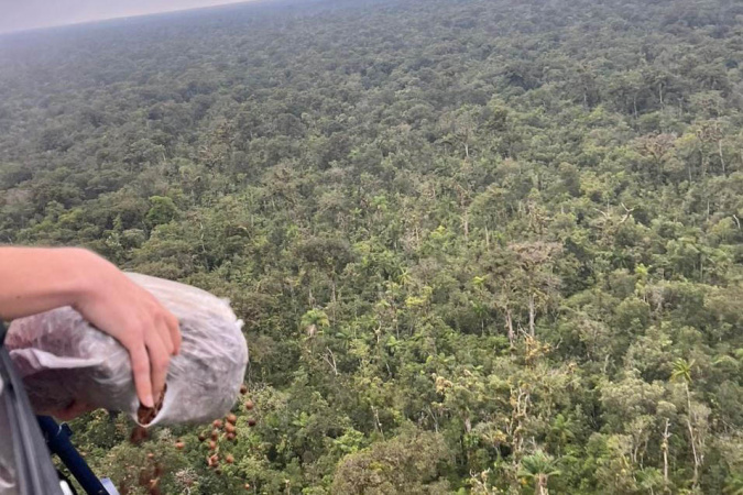 Ação Inédita de Restauração Ambiental: IAT Lança 50 Mil Sementes de Palmeira-Juçara no Litoral do Paraná