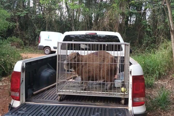 Capivara e Gato-Mourisco São Devolvidos à Natureza no Paraná