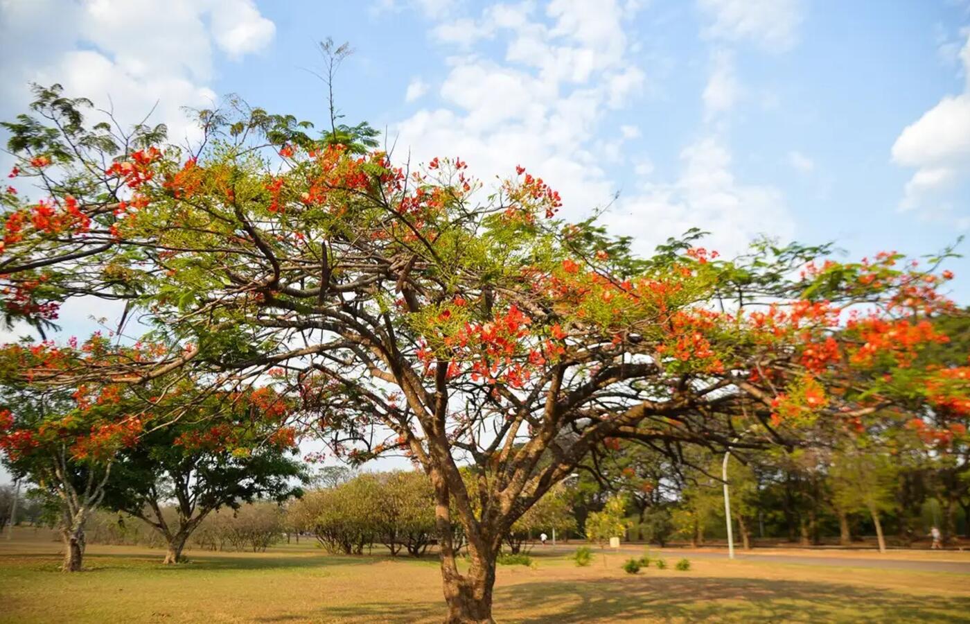 Primavera 2024: clima seco e altas temperaturas previstas para o Brasil – saiba o que esperar!