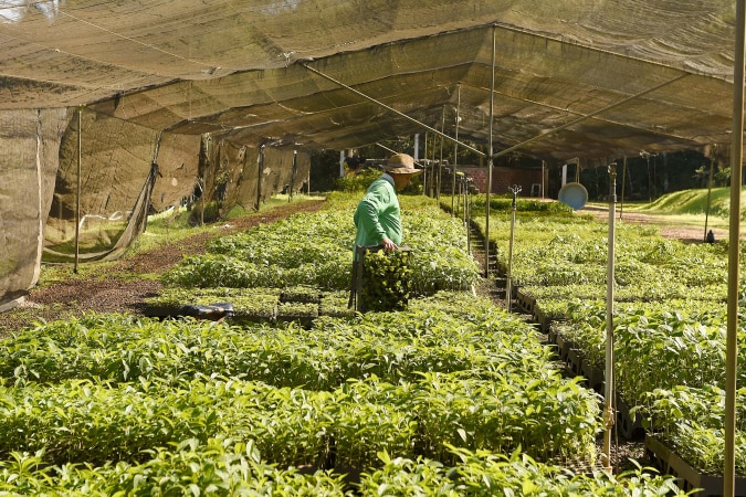 Semana da Árvore no Paraná: 50 mil mudas nativas para recuperar 9 mil hectares 🌳🌱