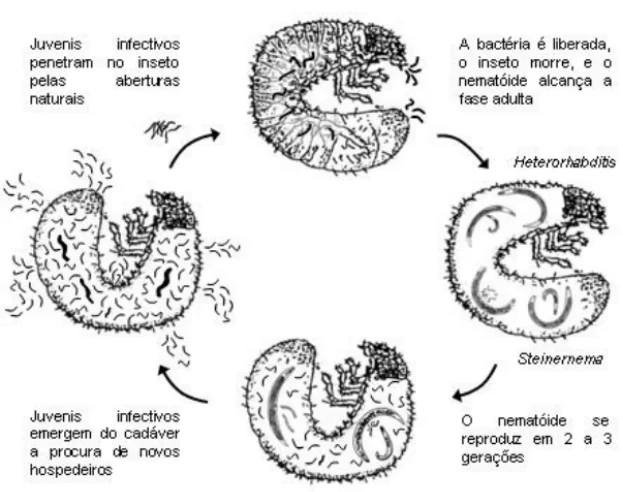 Nematóides Benéficos: A Solução Natural para o Controle de Pragas