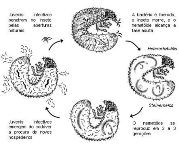 Nematóides Benéficos: A Solução Natural para o Controle de Pragas