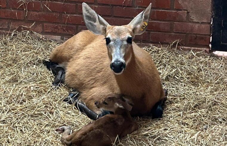 Nasce bebê-cervo no Refúgio Biológico Bela Vista 🦌