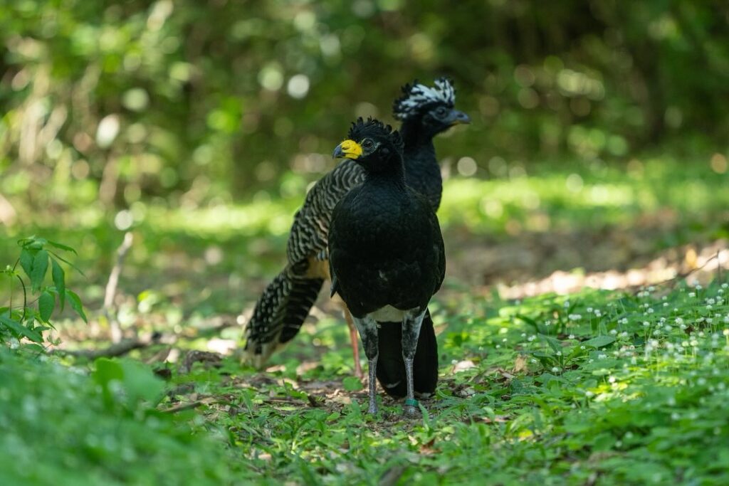 Quinze aves da espécie mutum-de-penacho (Crax fasciolata) criadas no Refúgio Biológico Bela Vista, foram soltas no Gran Parque Iberá, uma reserva flor