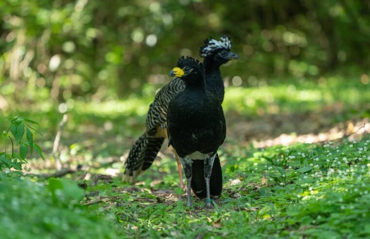 Mutum-de-penacho é reintroduzido em reserva na Argentina