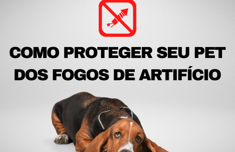 Fim de ano está chegando: como proteger seu pet dos fogos de artifício