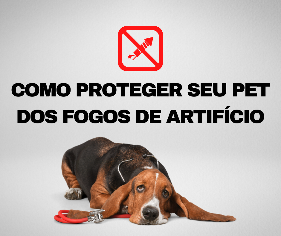 Fim de ano está chegando: como proteger seu pet dos fogos de artifício