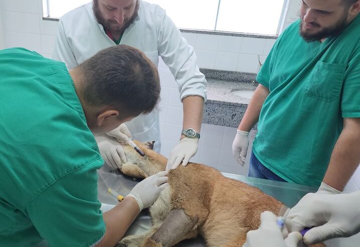 Onça-parda recebe alta do Hospital Veterinário da Unipar e será solta em STI!