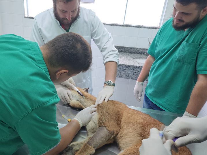 Onça-parda recebe alta do Hospital Veterinário da Unipar e será solta em STI!