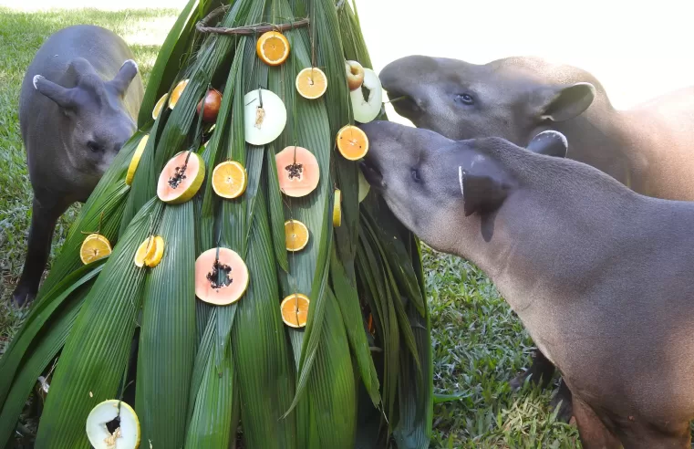 Filhote de anta Natalino ganha festa temática no RBV 🐾🎉