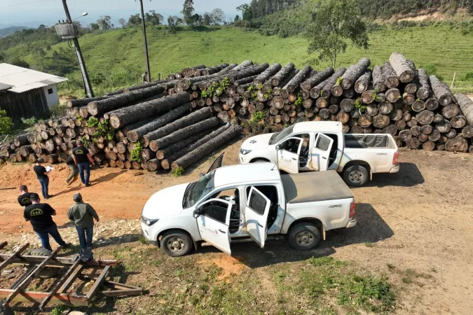 Multas por desmatamento no Paraná crescem quase 25% em 2024 🌱