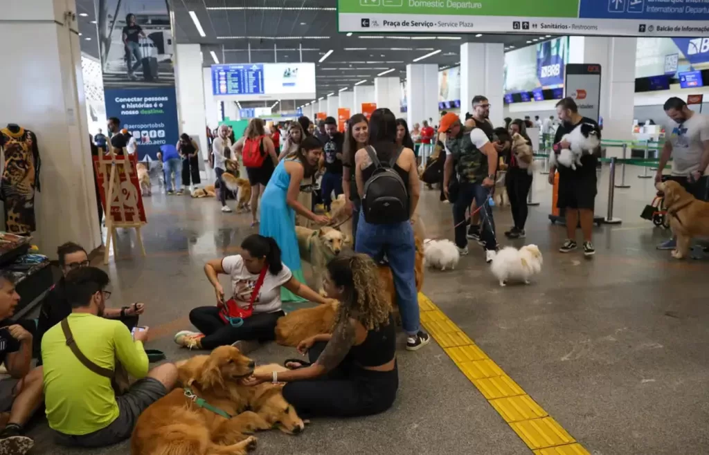 Pets: guia orienta tutores para viagem aérea com segurança e conforto