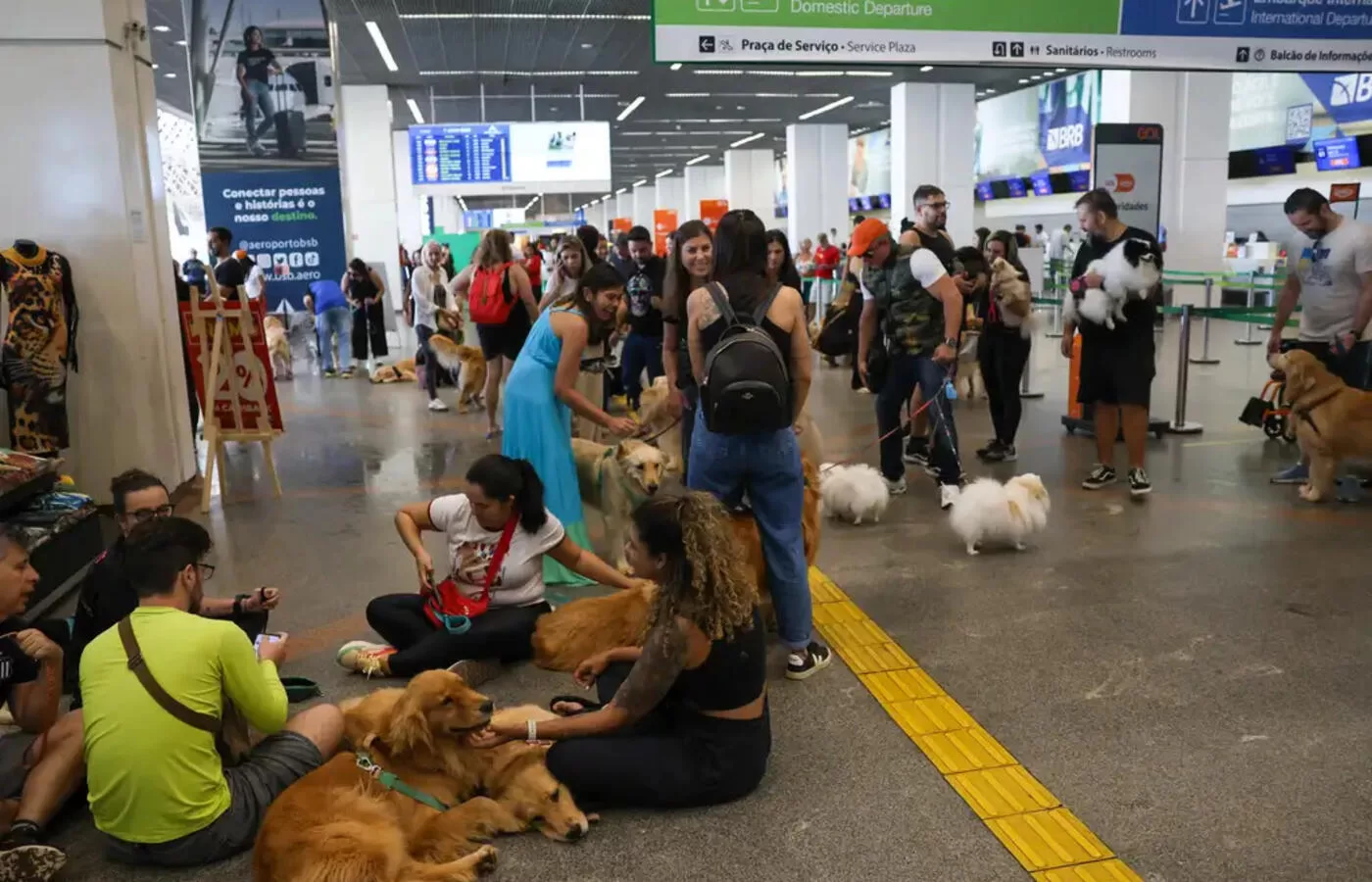 Guia completo para viagem aérea segura com cães e gatos 🐾✈️