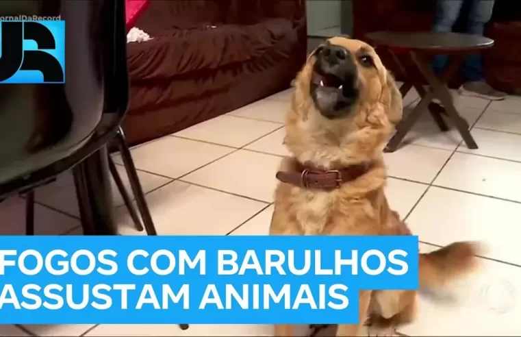 Fogos de artifício: veja os perigos para pets e o que fazer 🐶🐱