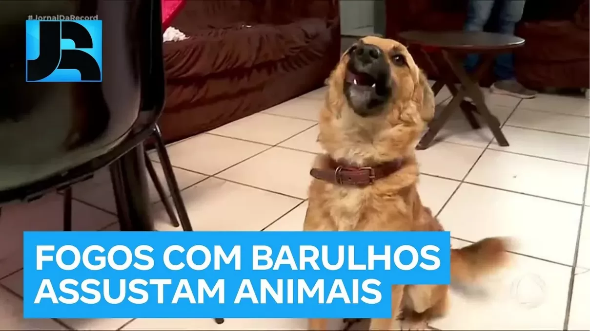 Fogos de artifício: veja os perigos para pets e o que fazer 🐶🐱