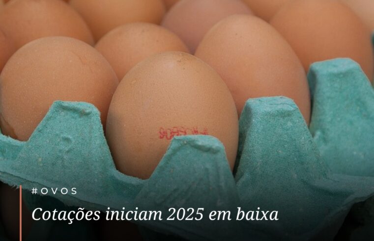 Preço dos ovos em queda e exportações em alta no Brasil 🥚