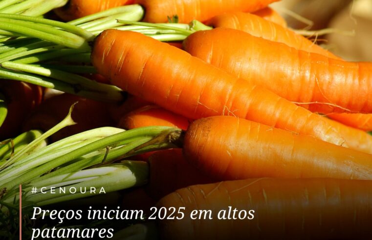 Cenoura tem preços elevados em 2025 devido à oferta reduzida!