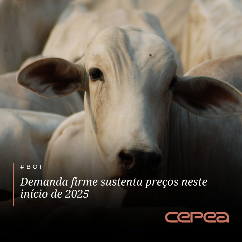 #BOI – Os preços da carne bovina seguem sustentados pela firme demanda, conforme apontam levantamentos do Cepea. 

Em resposta, frigoríficos têm ido à