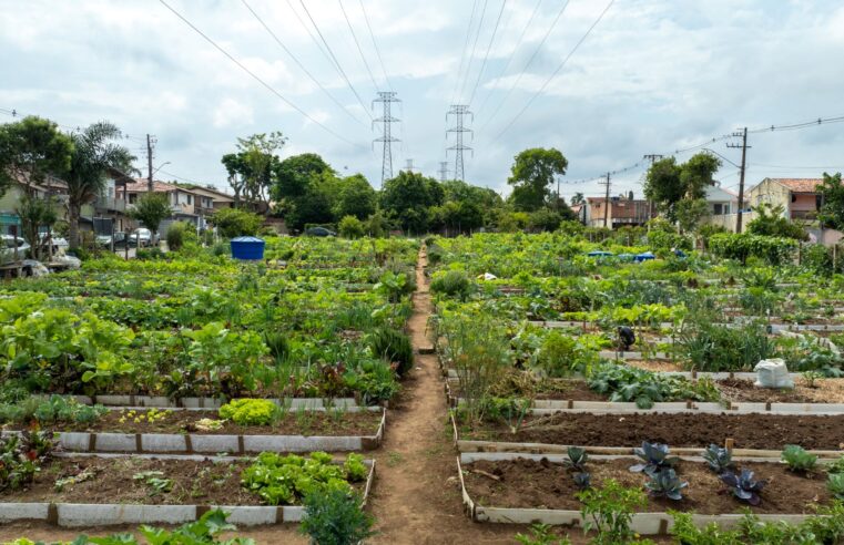 Cultivar Energia expande hortas comunitárias no Paraná 🌱