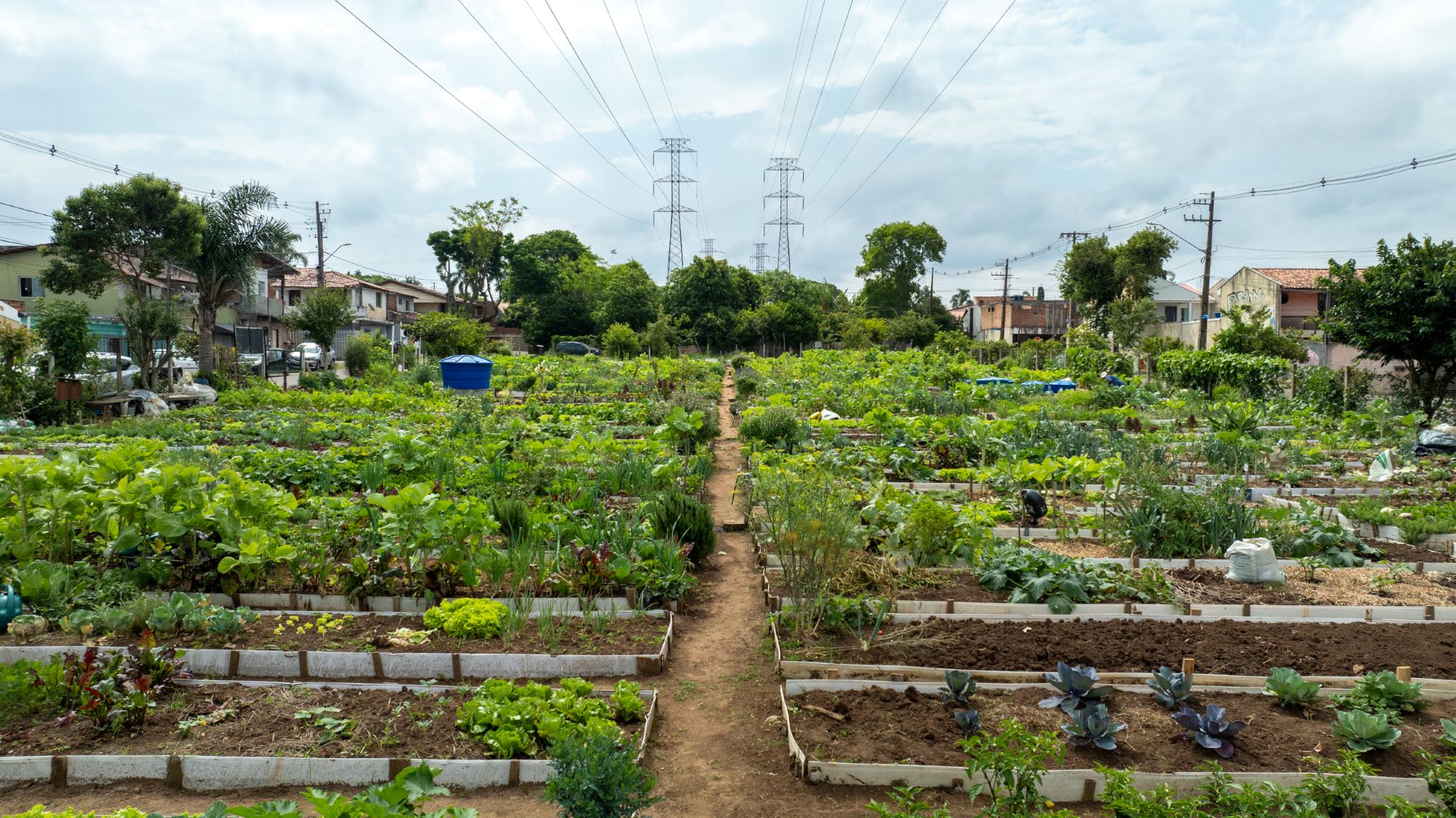 Cultivar Energia expande hortas comunitárias no Paraná 🌱