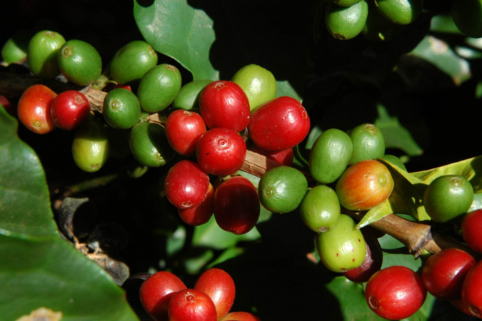 Preço do café sobe 50% e tendência é de alta em 2025! ☕📈