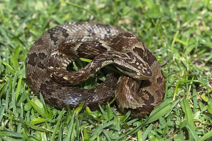 Alerta de acidentes com animais peçonhentos aumenta no verão!